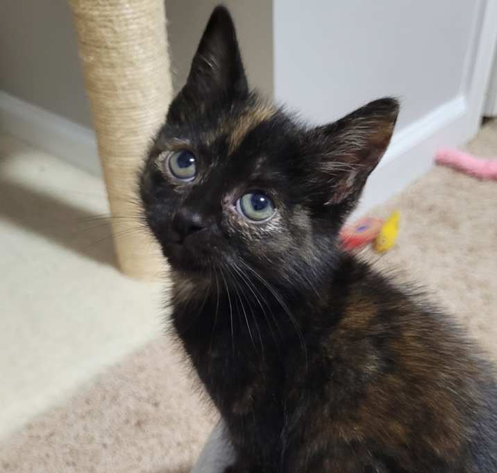 Photo of Adaline