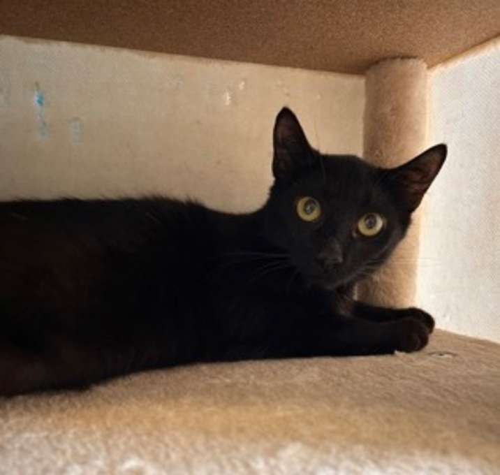 Photo of Muffin - Stratford