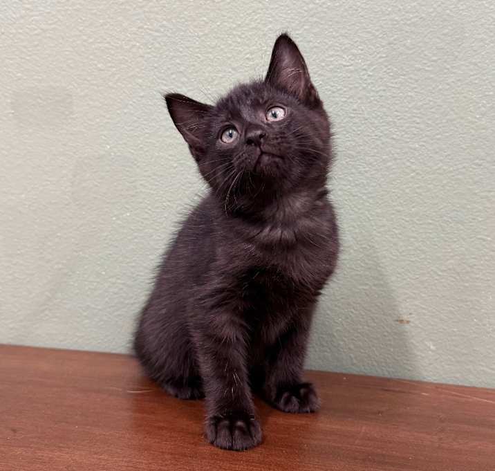 Photo of Severus Snape 