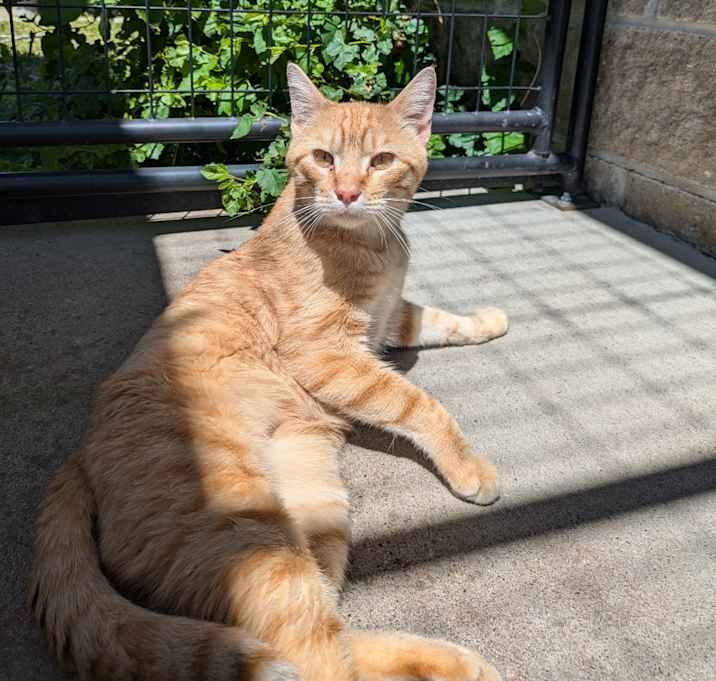 Photo of Alto