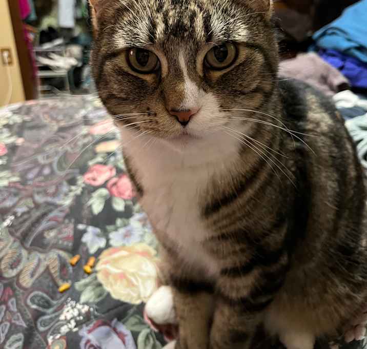 Photo of Boomer