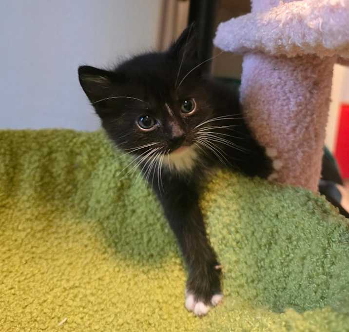 Photo of Humphrey