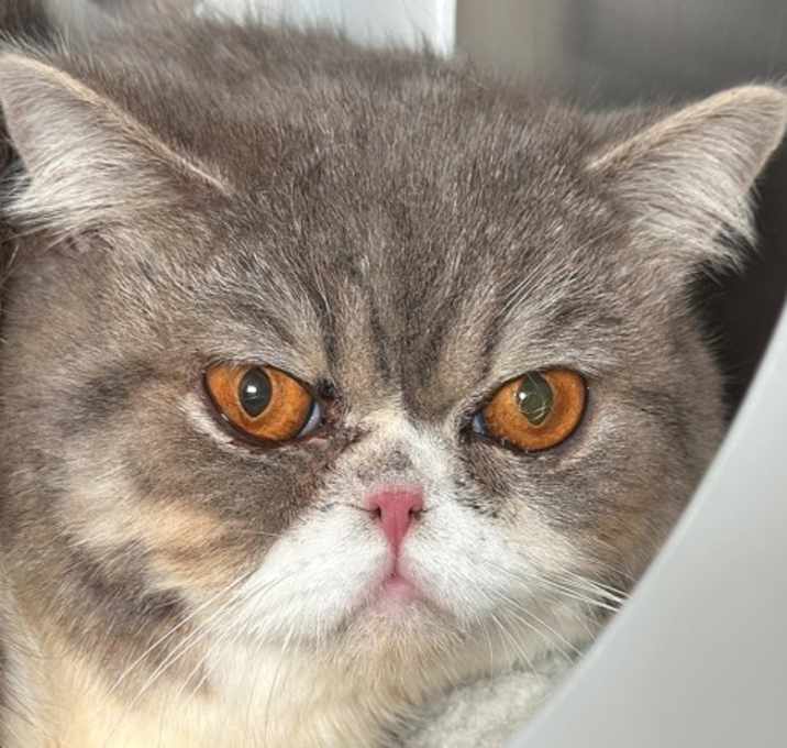 Photo of Claude