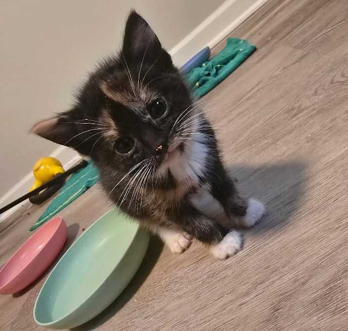 Photo of Pumpkin