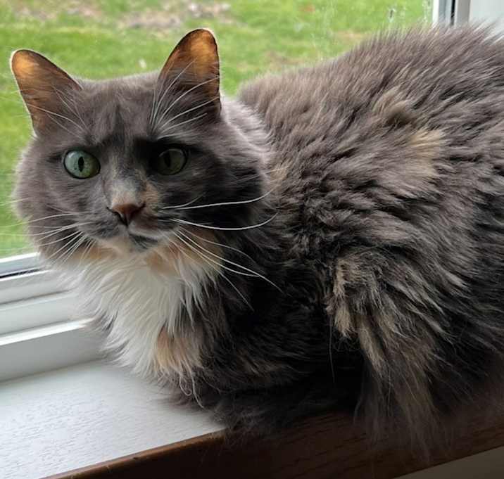Photo of Peanut