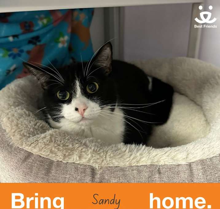 Photo of Sandy