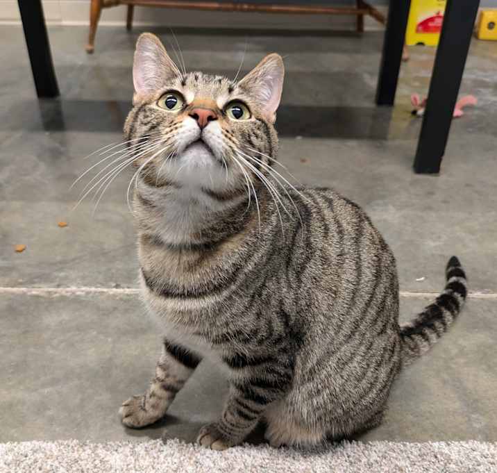 Photo of Grey