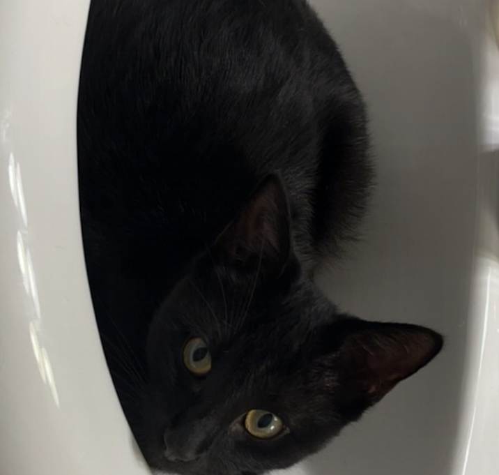 Photo of Binx