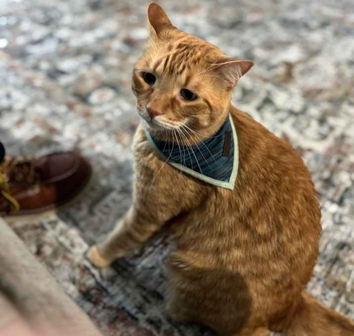Photo of Ryder