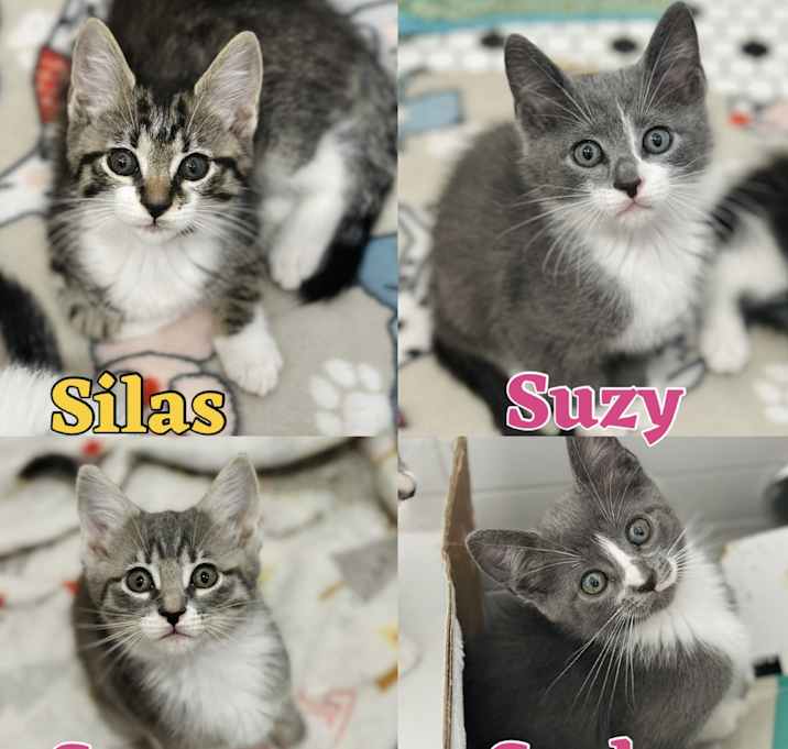 Photo of 4 kittens (8weeks) ADORABLE