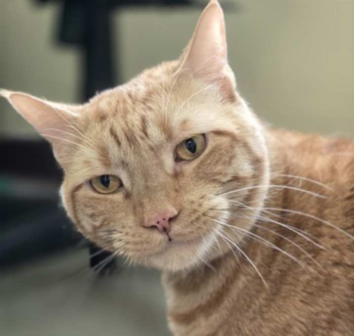 Photo of Garfield
