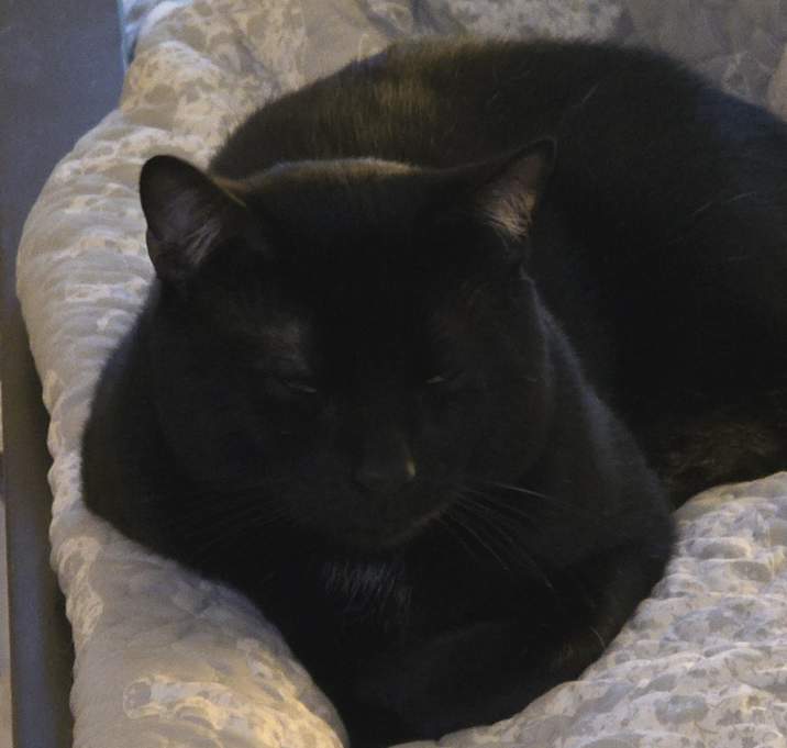 Photo of Koba
