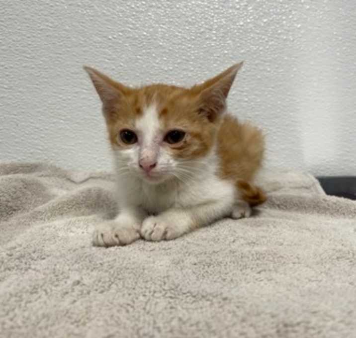 Photo of Caramel