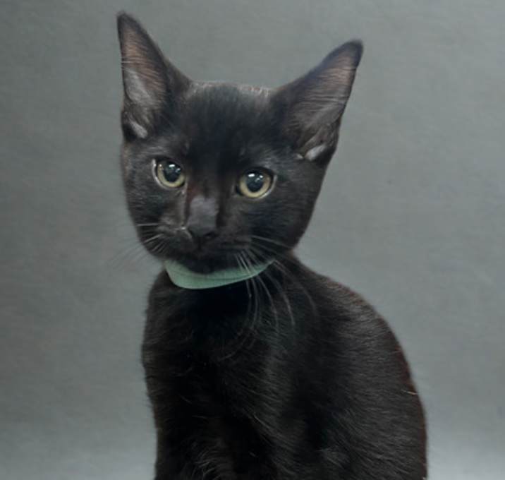 Photo of Gatsby