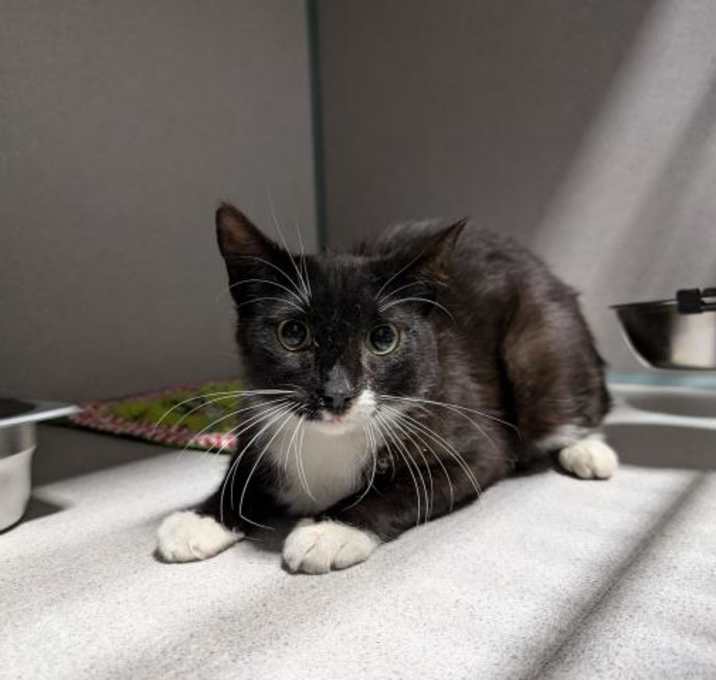 Photo of *KITTY