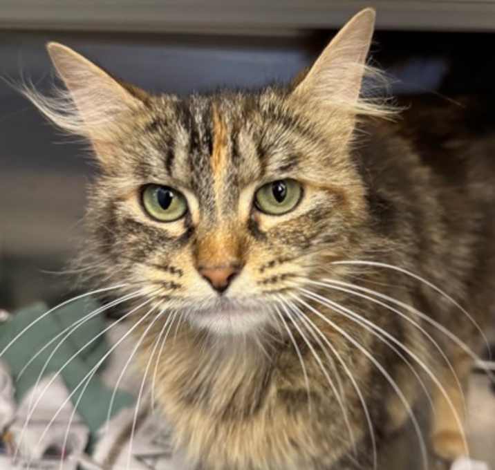 Photo of Hera