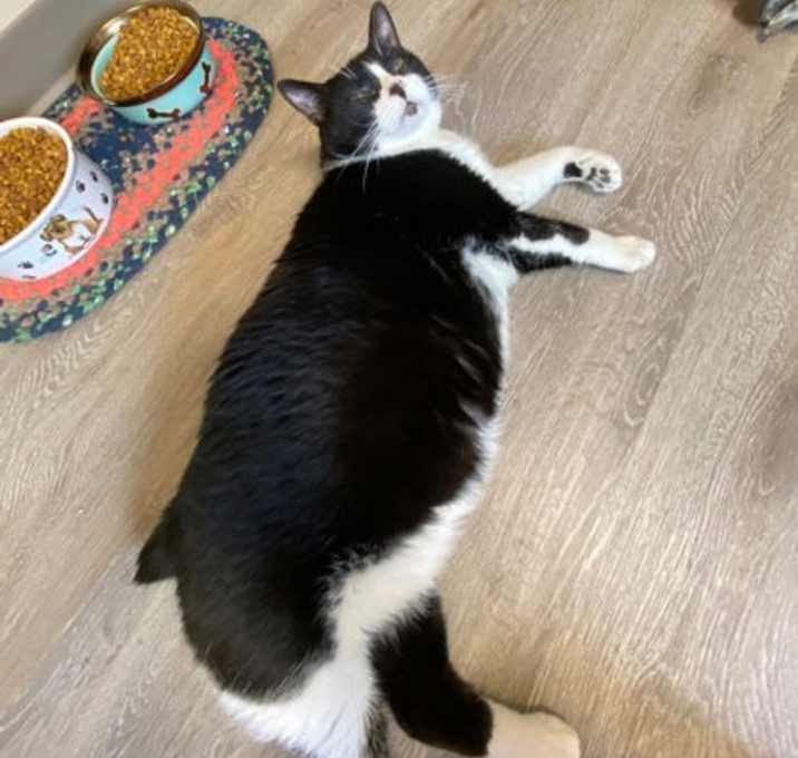 Photo of Bob Bobtail