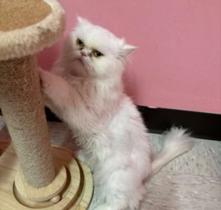 Photo of Lulu