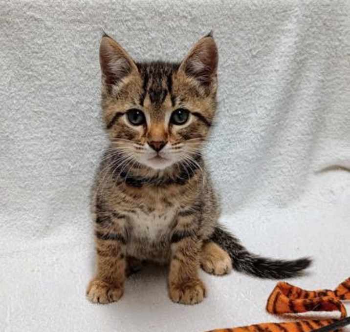 Photo of Flame