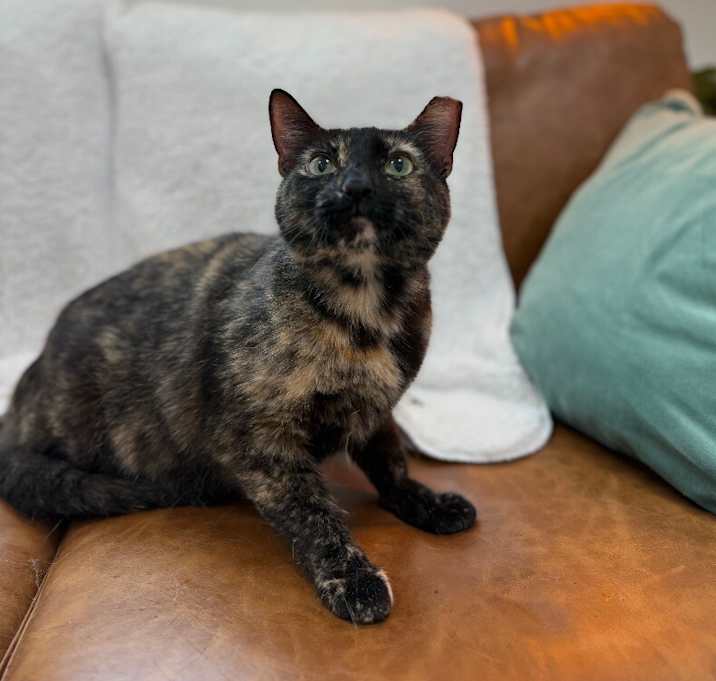 Photo of Marble Cake