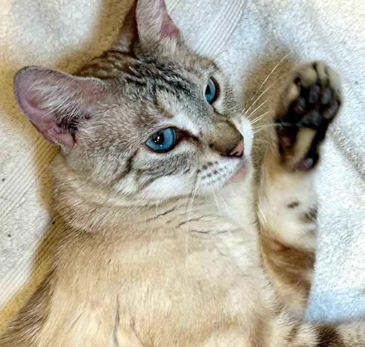Photo of Sesame Seed
