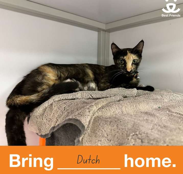 Photo of Dutch