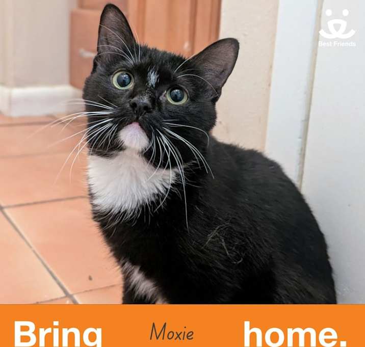 Photo of Moxie