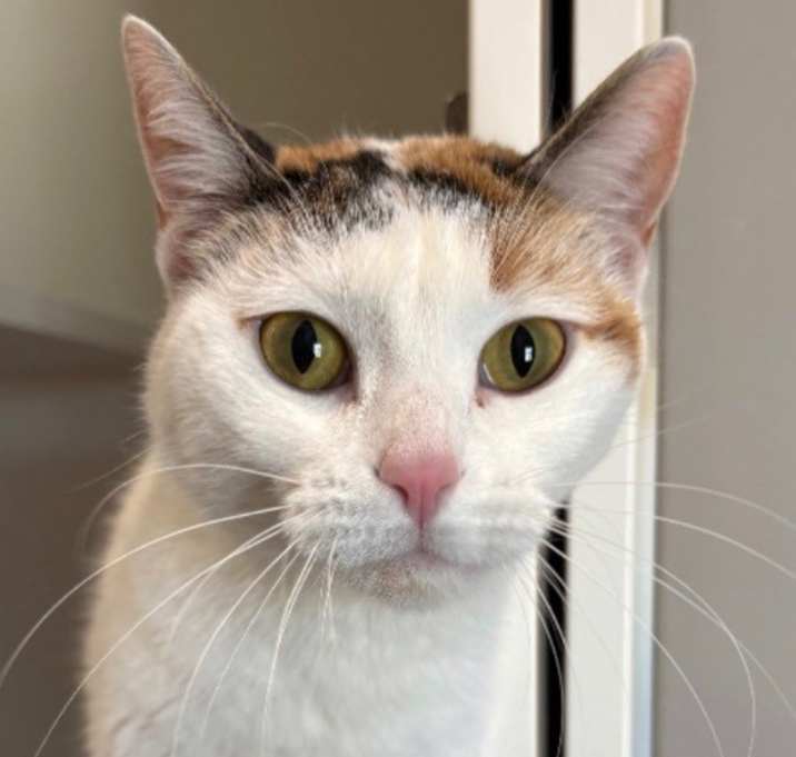 Photo of Mudget