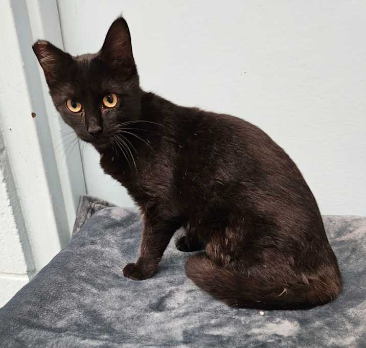Photo of Zircon