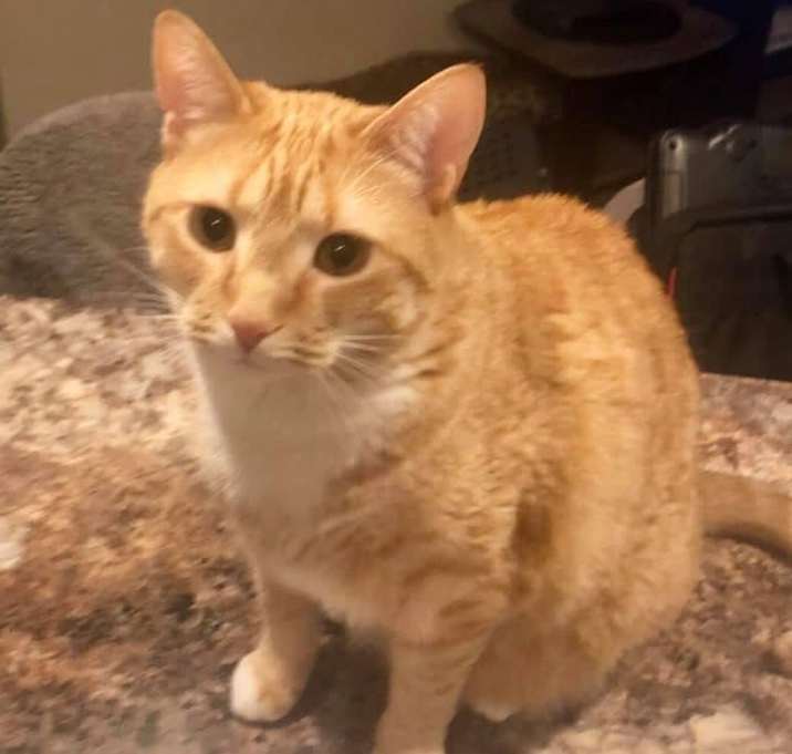 Photo of Pickle