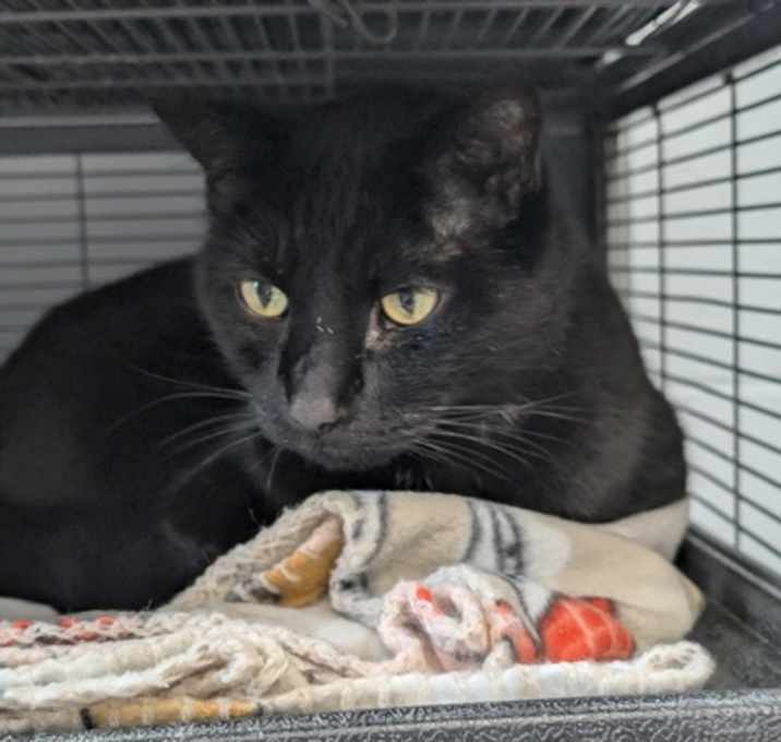 Photo of Midnight
