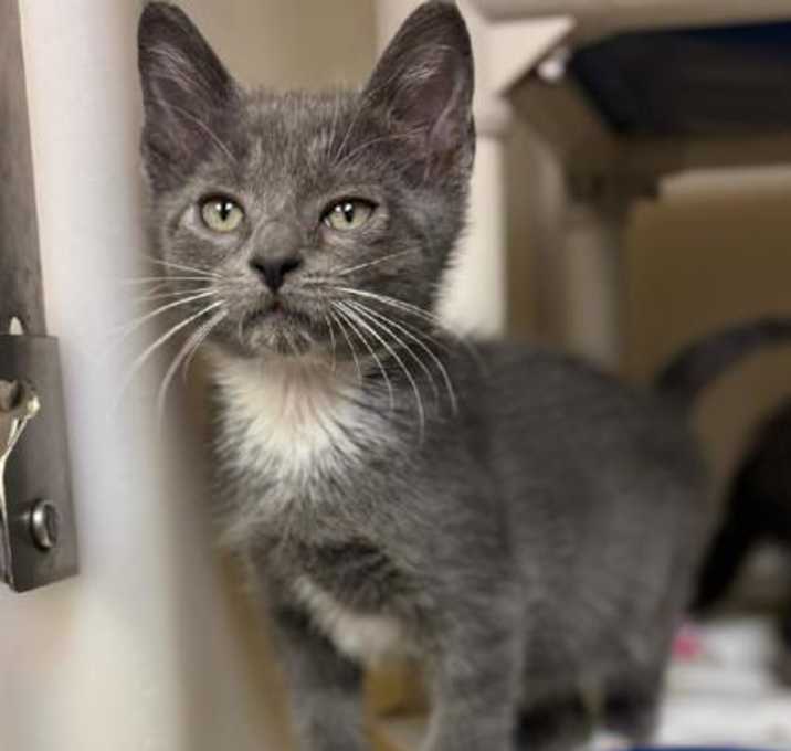 Photo of 25-0433 Alvin