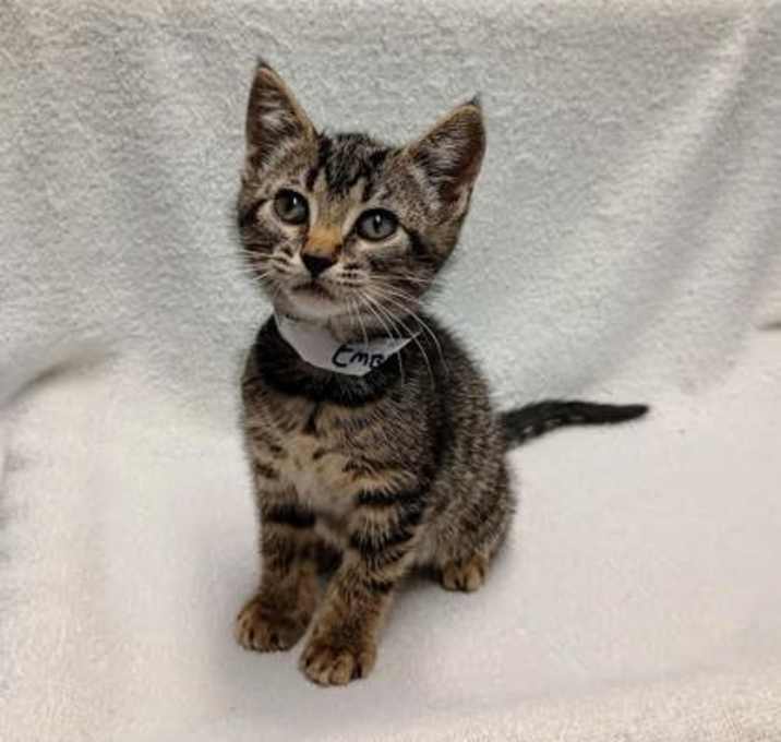 Photo of Ember