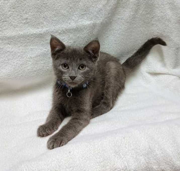 Photo of Basil