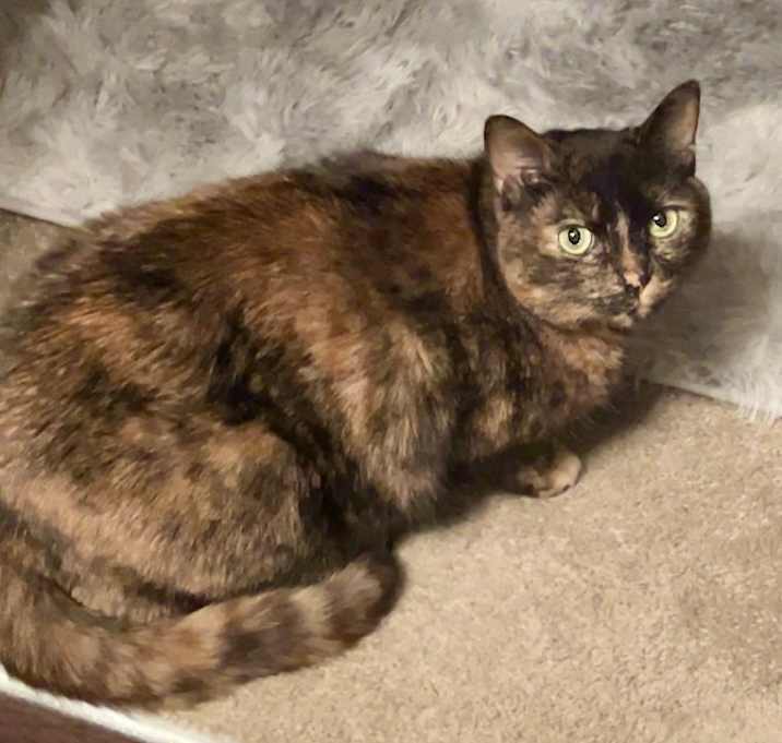 Photo of Peanut