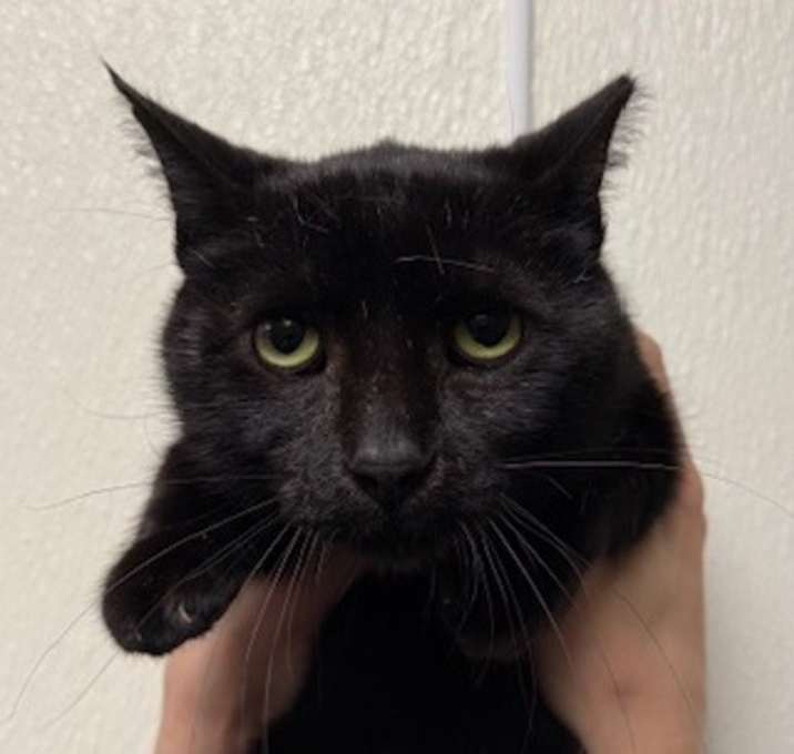 Photo of Atlas
