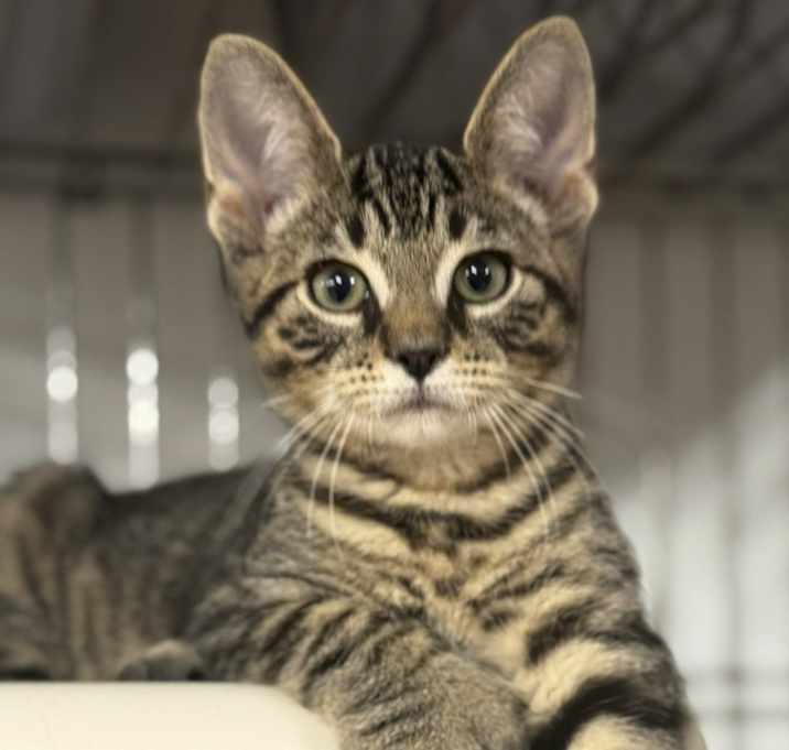 Photo of Zorro