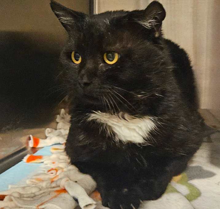 Photo of Scar