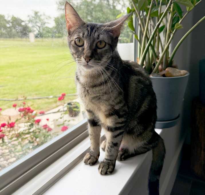 Photo of Wackadoodle