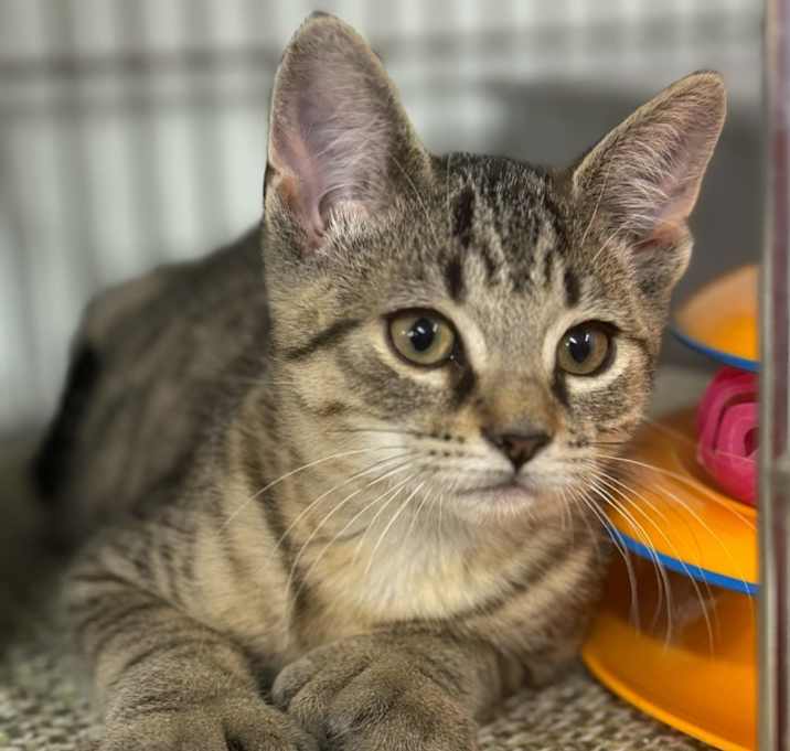 Photo of Thor
