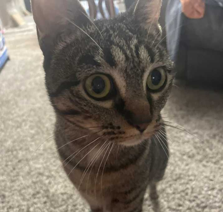 Photo of Scotch