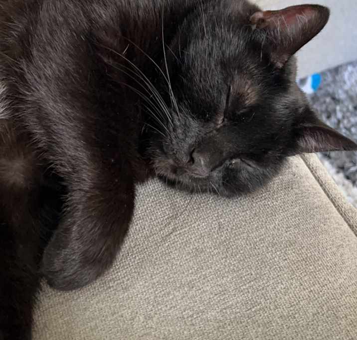 Photo of Shadow