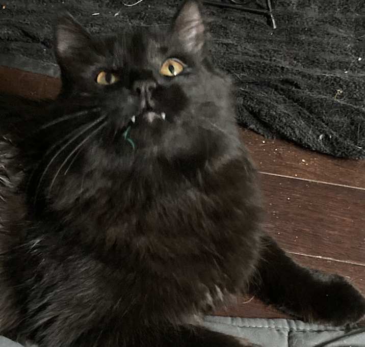 Photo of Boo