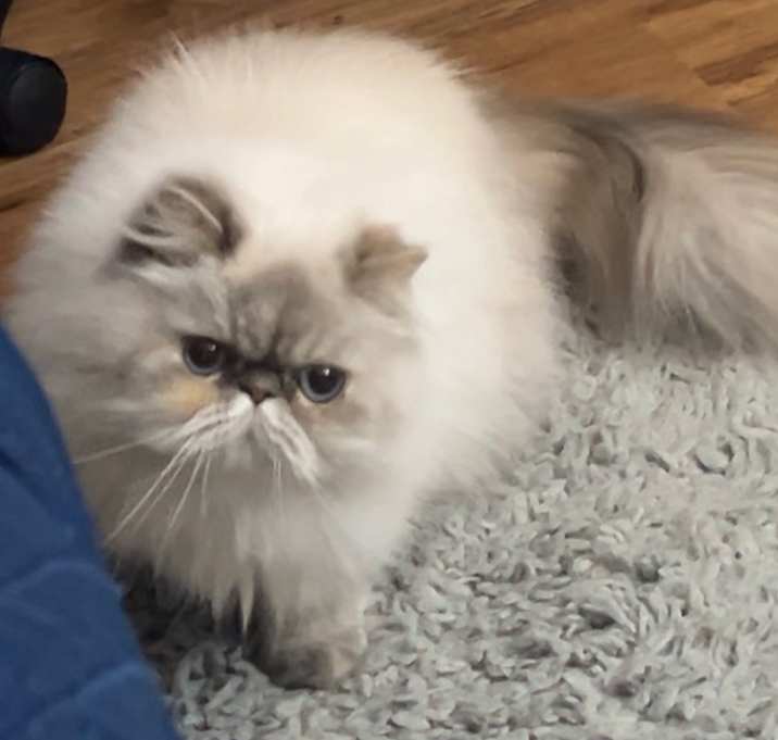 Photo of Usagi