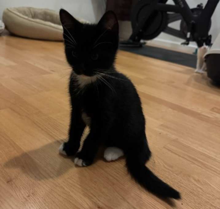 Photo of KYLO the STAR Universe Kitten