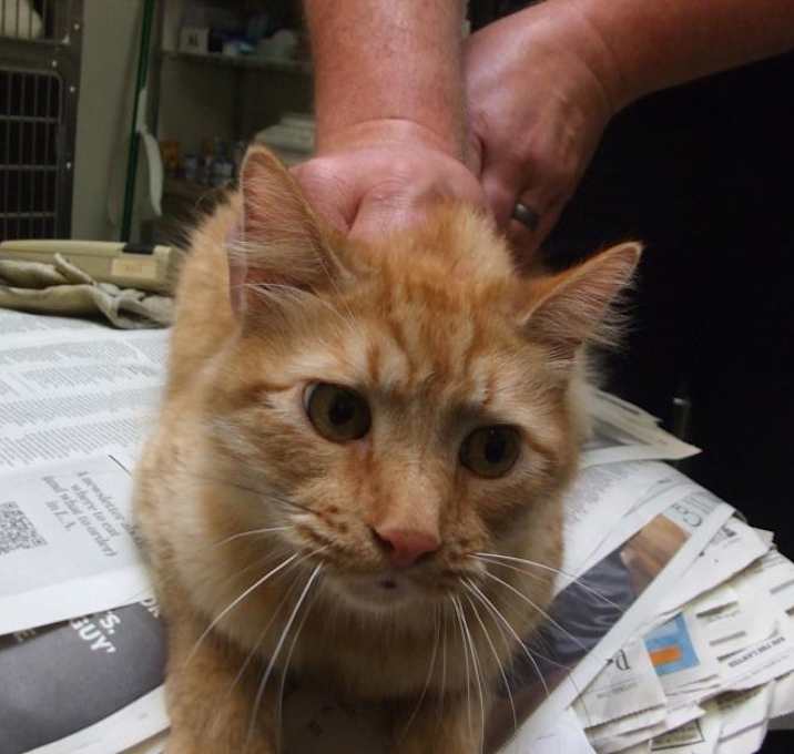 Photo of RUSTY