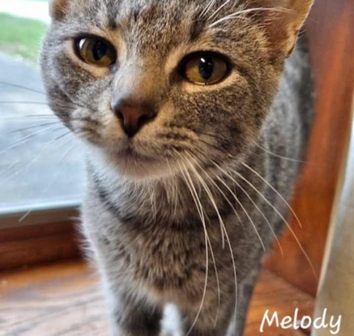 Photo of Melody