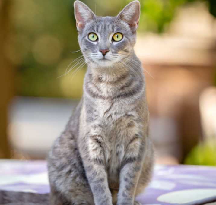 Photo of Toots