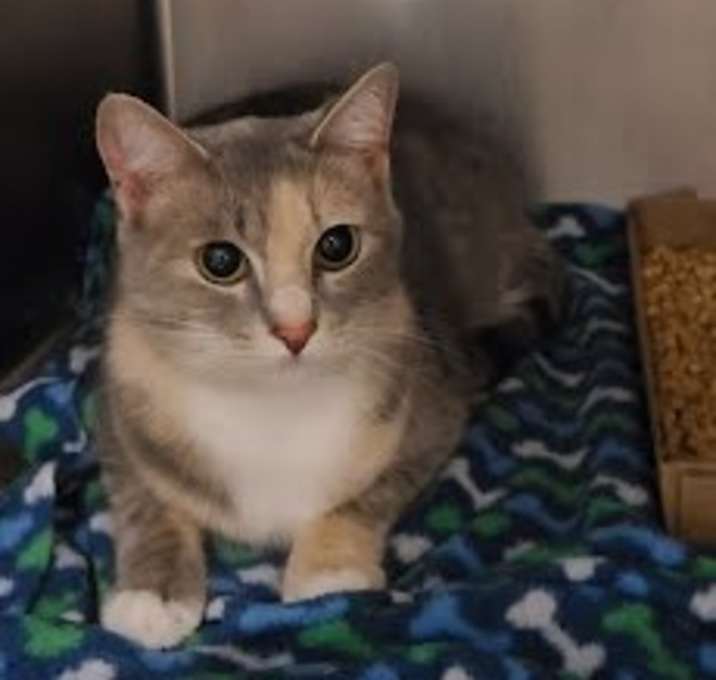 Photo of Feral Hines