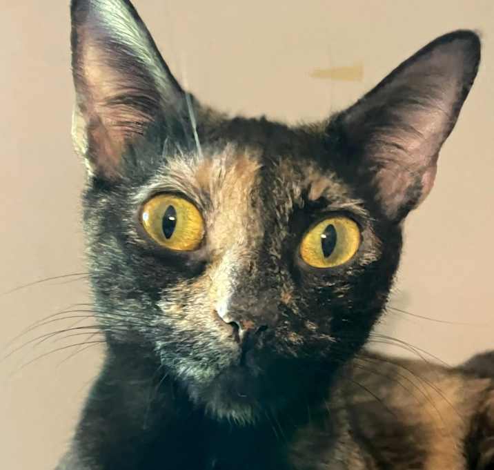 Photo of Cookie